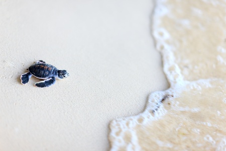 Baby green turtle making its way to the ocean