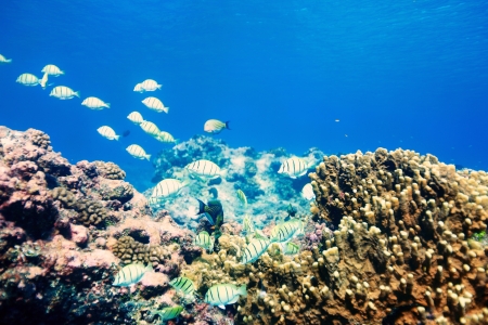 Coral reef and fish in Pacific oceanの写真素材