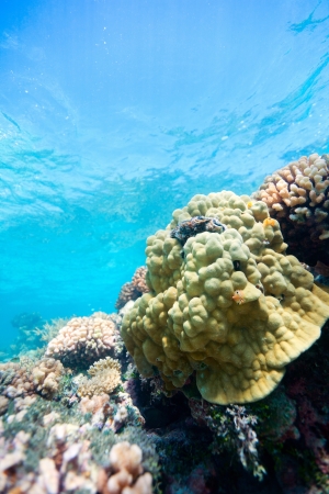 Beautiful colorful coral reef in Pacific oceanの写真素材