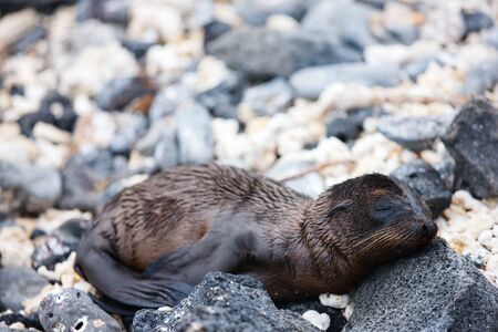 Newborn sea lion on a rocky beachの写真素材