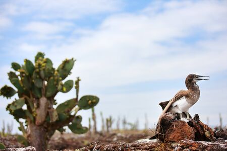 Blue footed booby chick at Los Tuneles, Galapagos islands, Ecuadorの写真素材