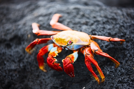 Sally lightfoot crab on a black lava rockの写真素材