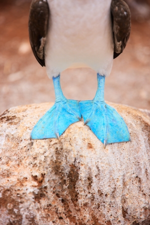 Close up of a blue footed booby feetの写真素材