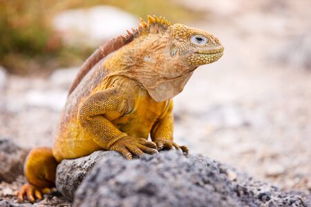 Land iguana endemic to the Galapagos islands, Ecuadorの写真素材