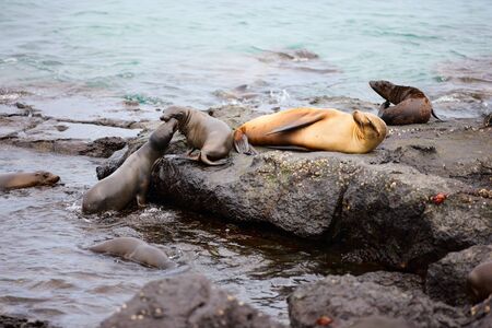 Female sea lion with babies at rocky coastの写真素材