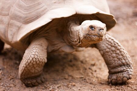 Galapagos giant tortoise close up portraitの写真素材