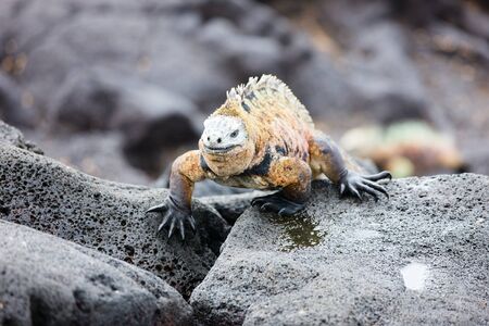 Portrait of male marine iguana on rocksの写真素材