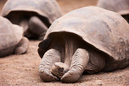 Galapagos giant tortoise sleeping or restingの写真素材
