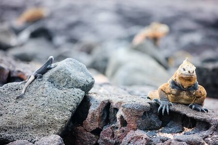 Endemic Galapagos marine iguanas on a rocksの写真素材