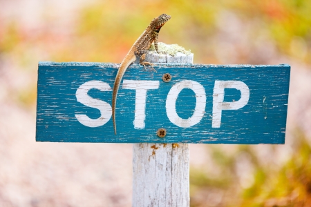Lava lizard endemic to the Galapagos Islands on a stop signの写真素材
