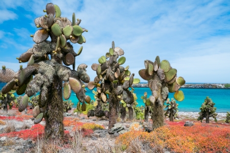 Beautiful landscape of Galapagos South Plaza islandの写真素材