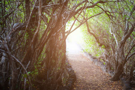 Beautiful morning scene in a forestの写真素材