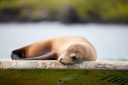 Portrait of sea lion relaxing at fishing boatの写真素材