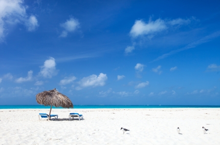 Seagulls on a beautiful Caribbean beach の写真素材