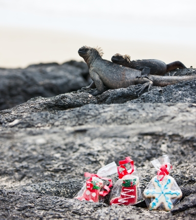 Variety of Christmas cookies at lava rocks with marine iguana on backgroundの写真素材