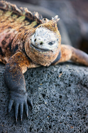 Portrait of male marine iguana, endemic of Galapagos islands, Ecuadorの写真素材