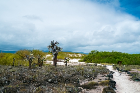 View of an area with Opuntia cactus at Galapagos island of Santa Cruzの写真素材