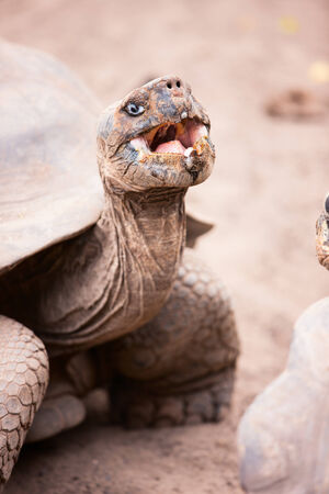 Close up of the Galapagos giant tortoiseの写真素材