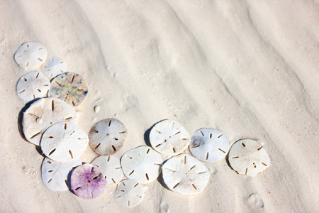 Background of sand dollars at beach