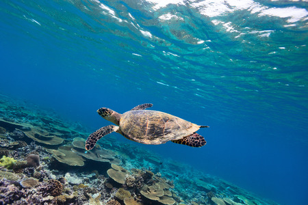 Hawksbill turtle swimming underwater among the coral reef 