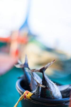 Close up of a freshly caught fish in a basket with waterの写真素材
