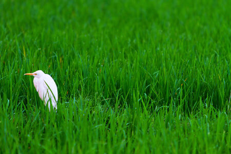 White heron at green grass meadowの写真素材