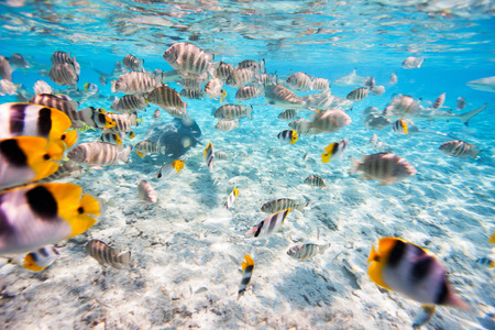 School of butterfly fish in Pacific ocean