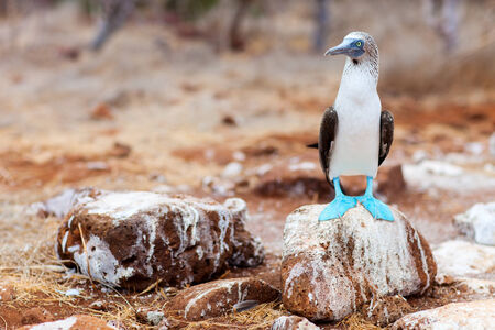 Blue footed booby at Galapagos island of  North Seymourの写真素材