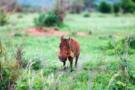 Warthog in Tarangire national park in Tanzaniaの写真素材