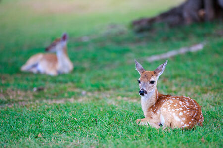 Little deer fawn with white spots lying on grassの写真素材