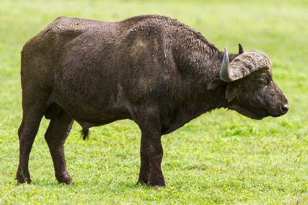 Buffalo in natural environment in Tanzania Africa
