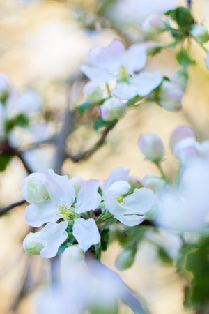 Close up of white flowers of blooming apple tree at springの写真素材