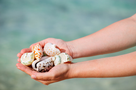 Close up of woman hand holding variety of beautiful sea shellsの写真素材