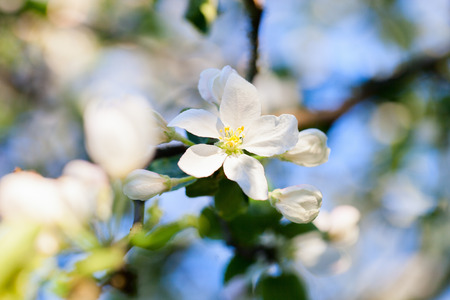 Close up of white flowers of blooming apple tree at springの写真素材