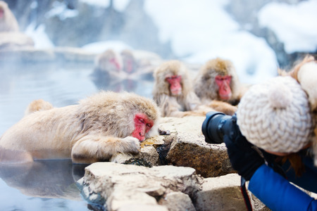 Snow Monkeys Japanese Macaques bathe in onsen hot springs at Nagano, Japanの写真素材