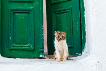 Cat outdoors in front of colorful green door in Greeceの写真素材