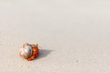 Hermit crab on white sand beach with copy space great for adの写真素材
