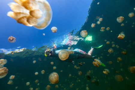 Underwater photo of tourist woman snorkeling with endemic golden jellyfish in lake at Palau. Snorkeling in Jellyfish Lake is a popular activity for tourists to Palau.の写真素材