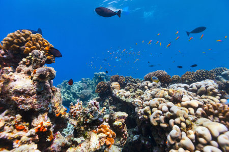 Beautiful colorful coral reef and tropical fish underwater at Maldives