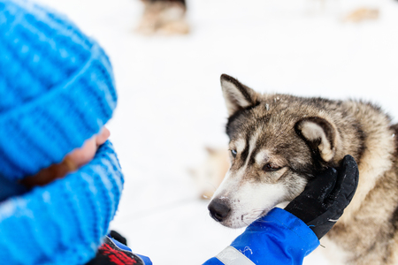 Adorable little girl having a cuddle with husky sled dog in Lapland Finlandの写真素材