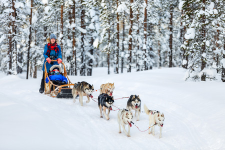 Husky dogs are pulling sledge with family at winter forest in Lapland Finlandの写真素材