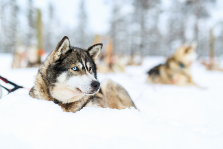 Sledding with husky dogs in Lapland Finlandの写真素材