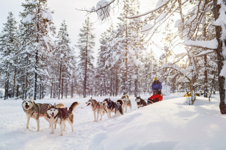 Sledding with husky dogs in Lapland Finlandの写真素材