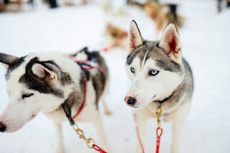 Sledding with husky dogs in Lapland Finlandの写真素材