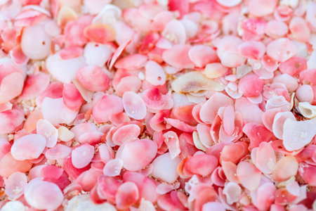 Two Kids Happily Running At Unique Pink Sand Beach On Tropical Barbuda Island In Caribbeanの写真素材 イメージマート