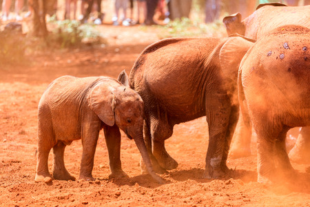 Close up of elephant in safari parkの写真素材