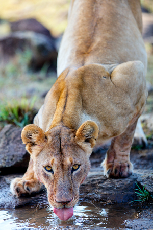 Close up of lioness drinking water after feedingの写真素材