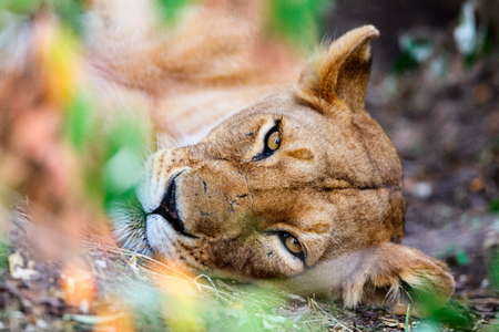 Female lion in national reserve in Kenyaの写真素材