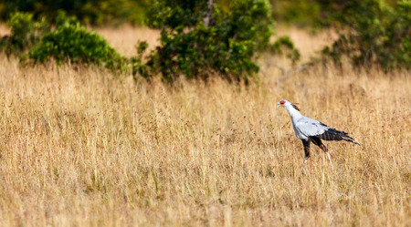 Secretary bird hunting in the savannah in Masai Mara reserve in Kenyaの写真素材