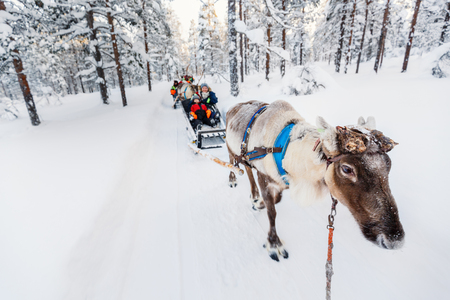 Family of mother and little girl at reindeer safari in winter forest in Lapland Finlandの写真素材